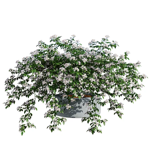 Rosa cymosa 现代绿植