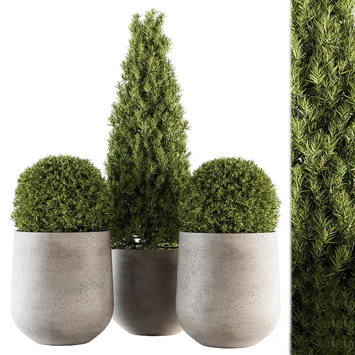 现代绿植盆栽