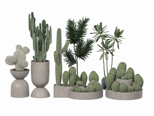 现代仙人掌植物盆栽