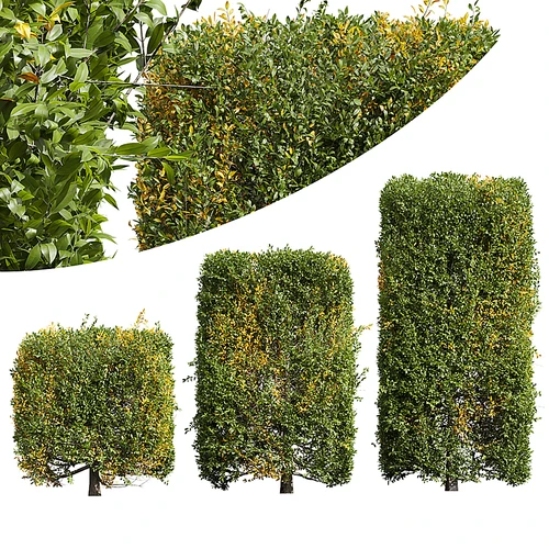 现代灌木植物