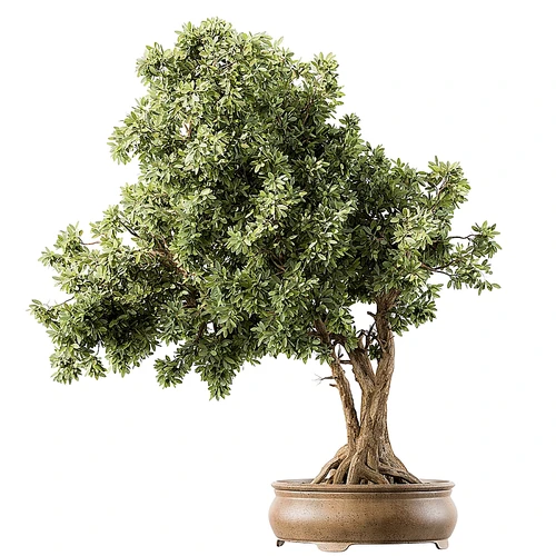 盆栽植物