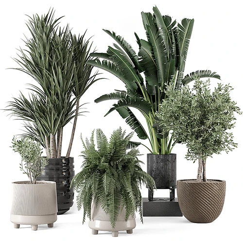 现代植物盆栽