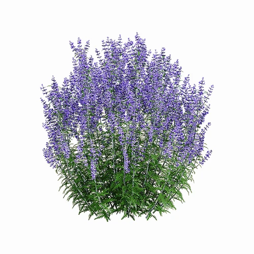 现代花草
