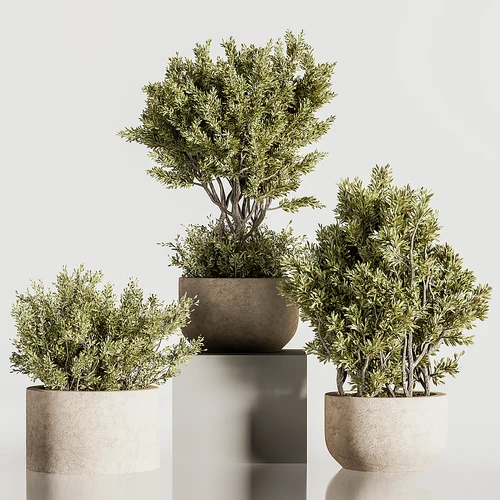 现代绿植盆栽