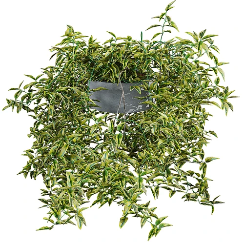 Solanum jasminoides 现代室内绿植