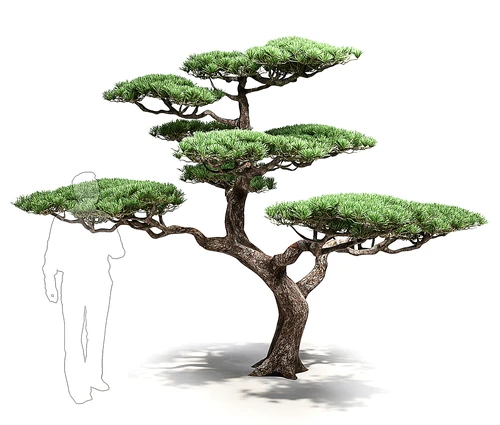 迎客松景观树
