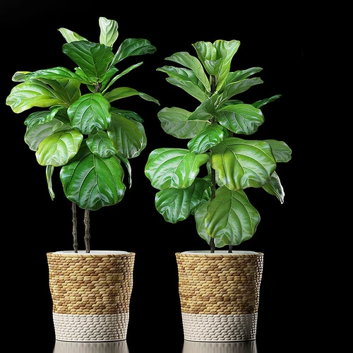 现代盆栽植物