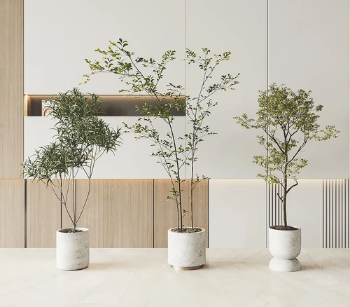 现代绿植盆栽