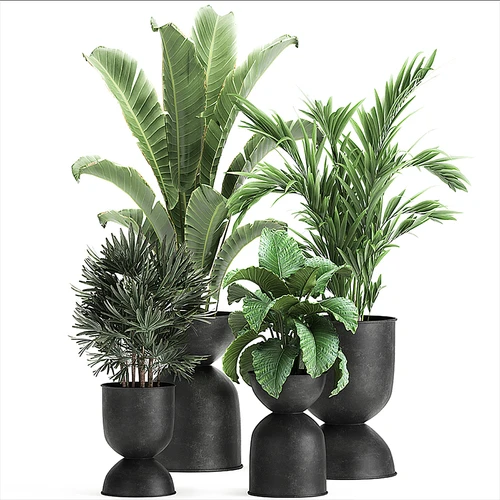 现代植物盆栽