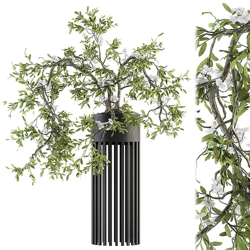 现代植物盆栽