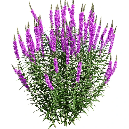 现代户外绿植花草