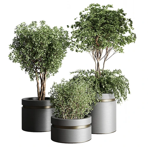 现代植物盆栽
