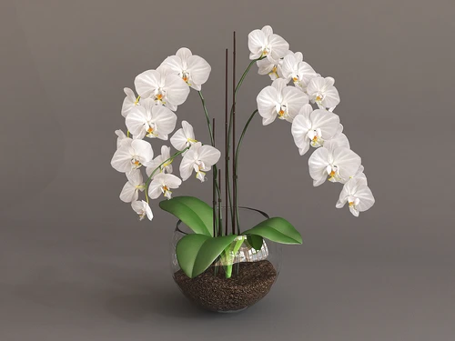 现代兰花3D模型