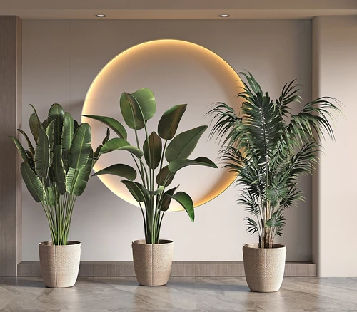 现代盆栽植物组合