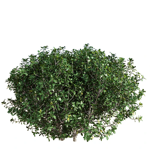 现代植物灌木胭脂虫栎