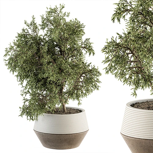 现代植物盆栽