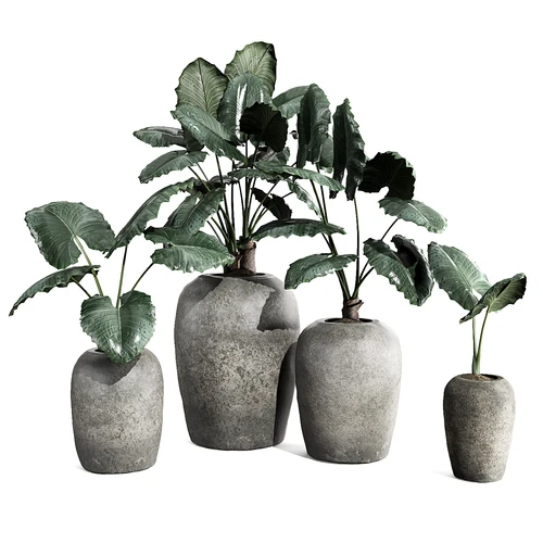 现代植物盆栽
