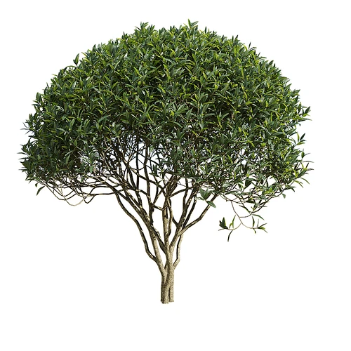 angustifolia 现代室外绿植