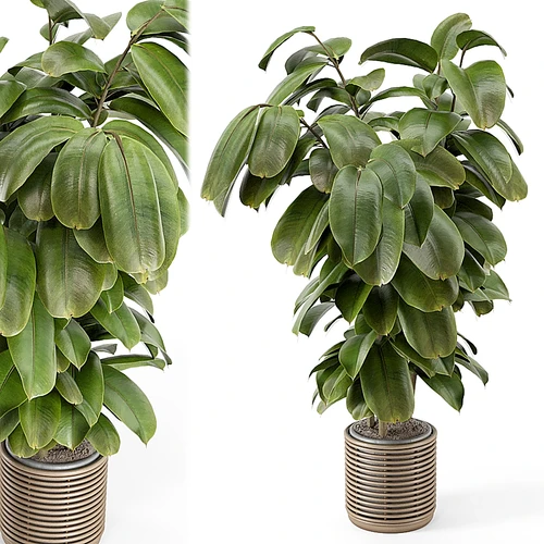 室内植物套装