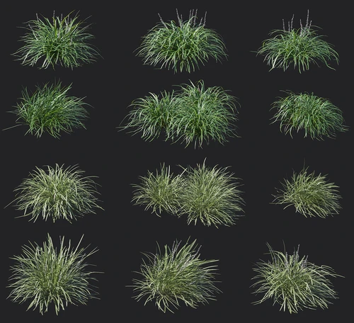 现代小草植物沿阶草