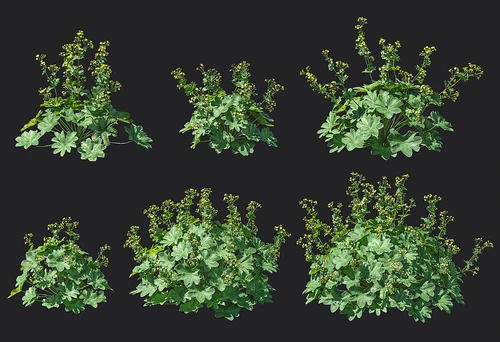 现代羽衣草植物