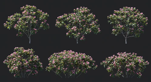 现代西洋杜鹃花灌木植物