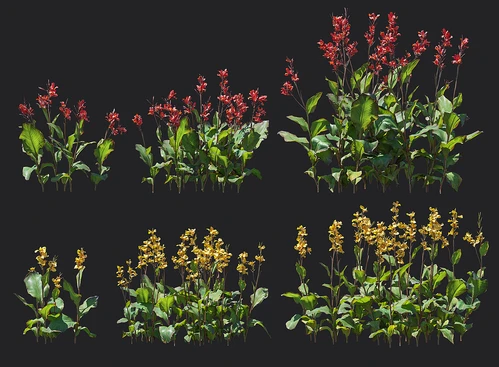 现代美人蕉植物
