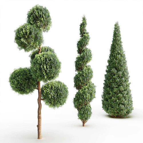 Thuja 现代造型松柏树