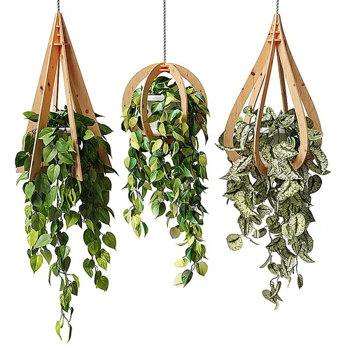 Ampel plants 现代绿萝吊盆