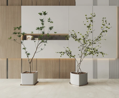 现代植物盆栽