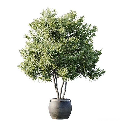 现代绿植盆栽