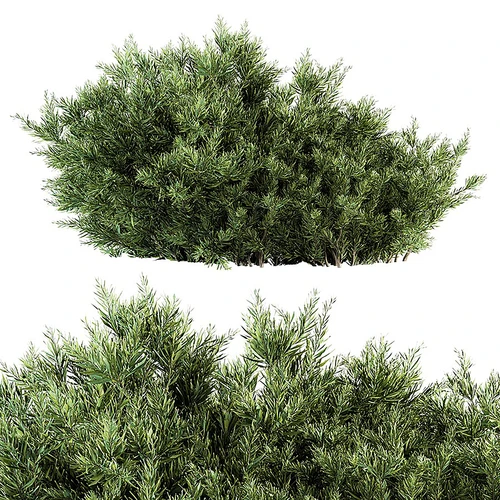 现代植物堆