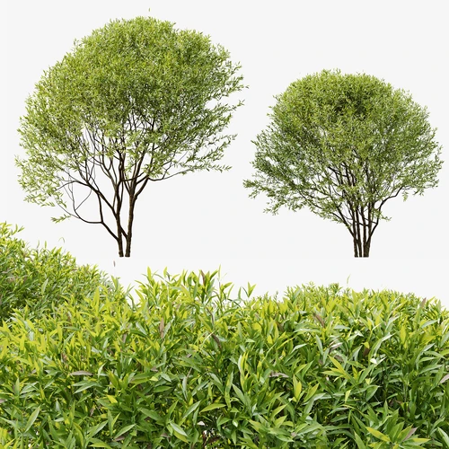 现代树木