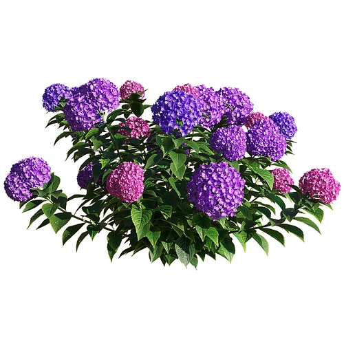 Macrophylla 现代户外绿植花