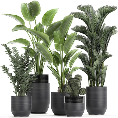 现代绿植盆栽盆景