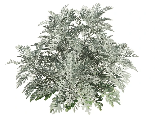 Jacobaea 现代室外绿植