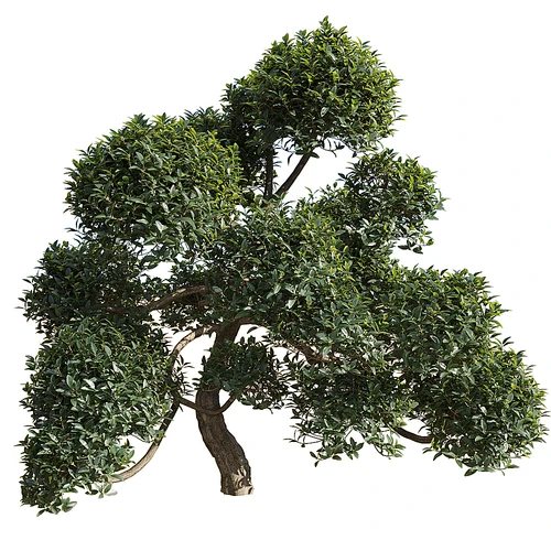 现代植物宽叶连翘