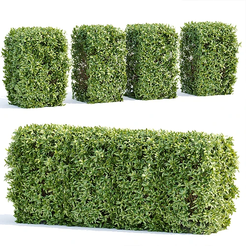 现代植物灌木