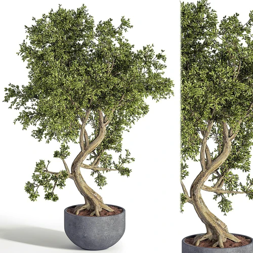 现代绿植盆栽盆景植物