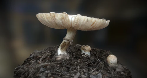 现代蘑菇3D模型