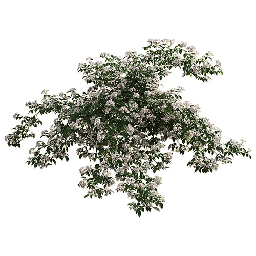 Rosa cymosa 现代绿植户外