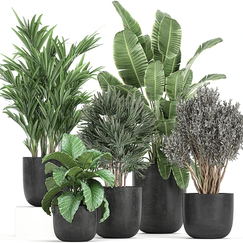 现代绿植盆栽盆景