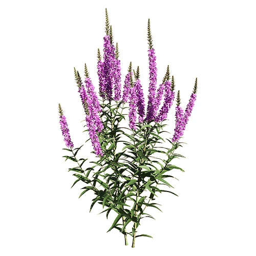 salicaria 3 现代户外植物