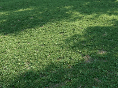 现代绿茵草地草坪