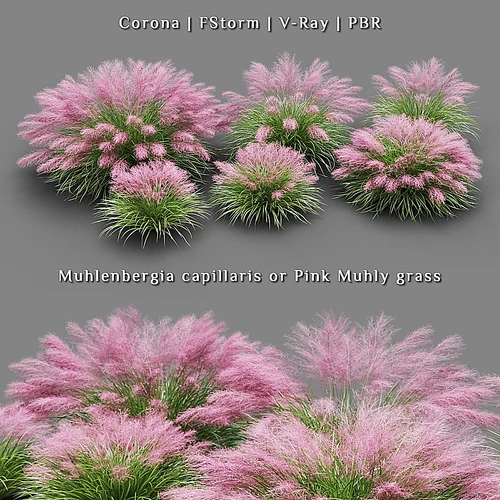Muhlenbergia capillaris 观赏草一套
