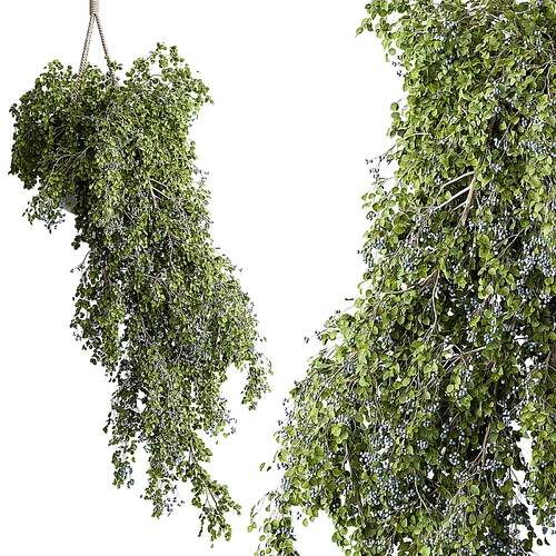悬挂植物