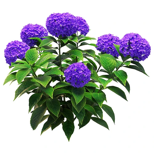 Hydrangea 现代郁紫花植物