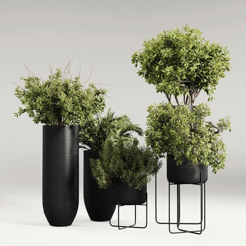 现代室内植物盆栽