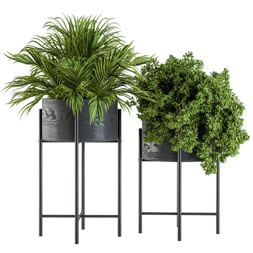 现代植物盆栽
