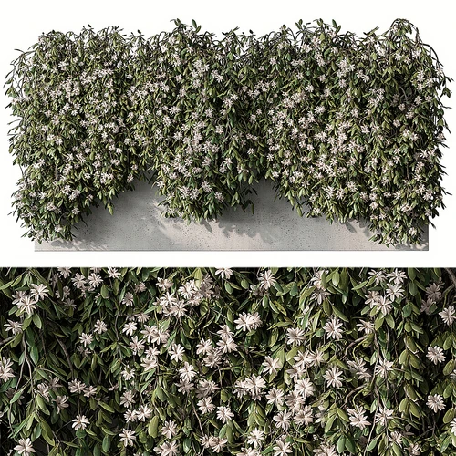 现代植物墙